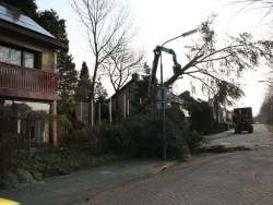 bomen rooien